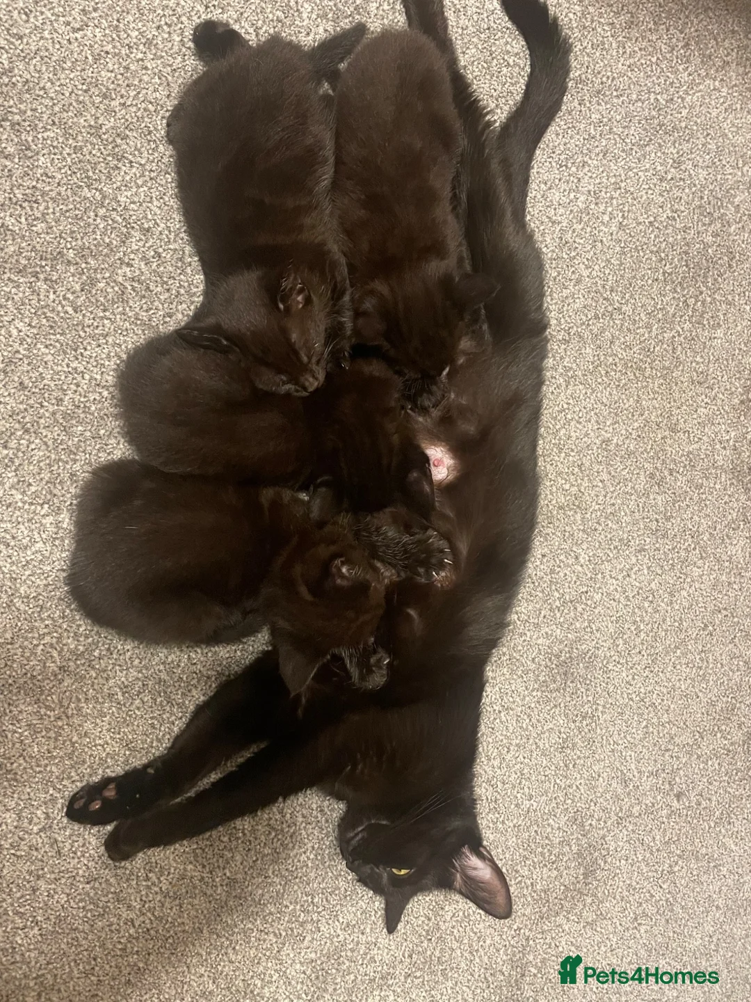 Mixed Breed cats for sale: 4 beautiful black kittens for sale!!! - Advert 2