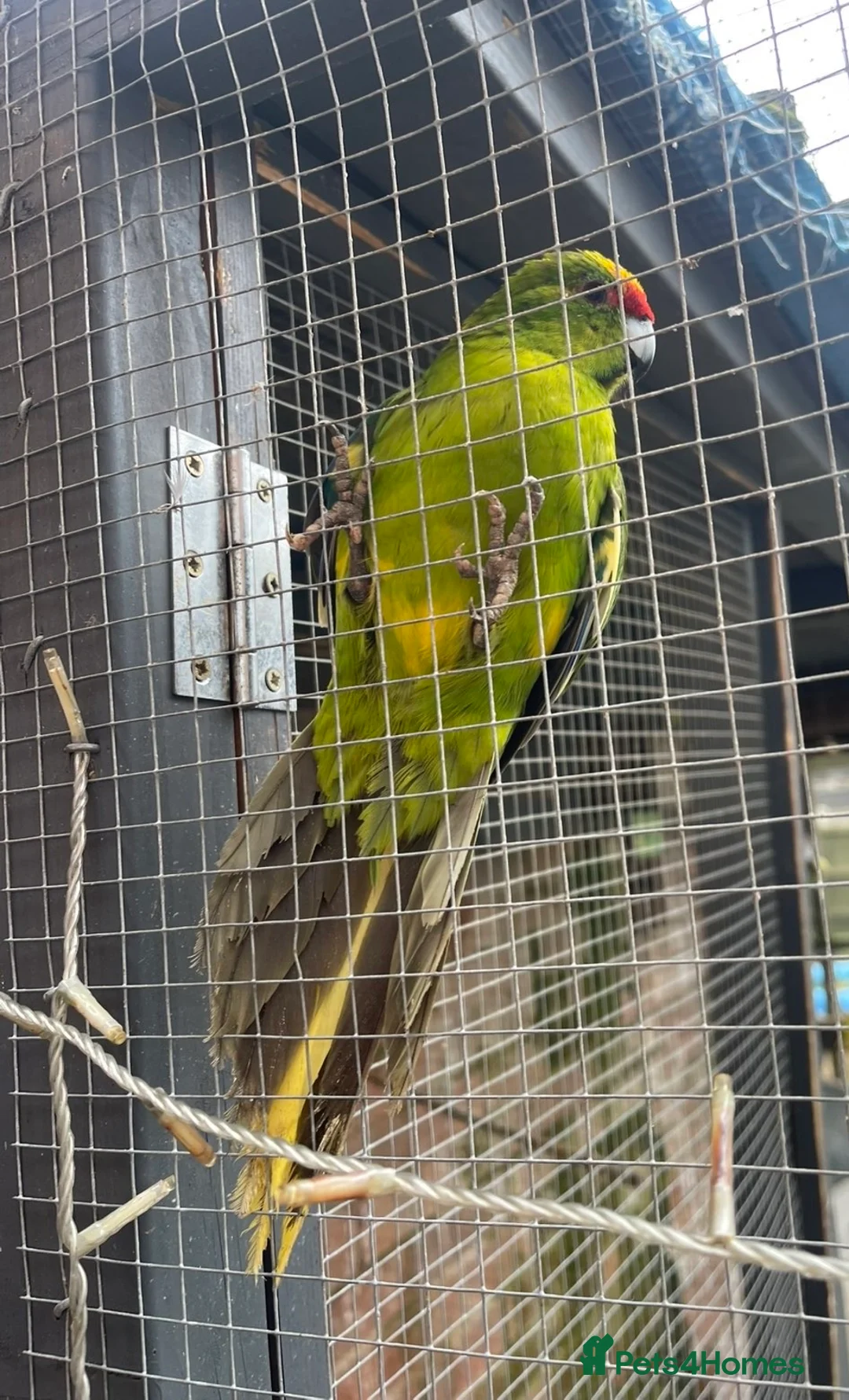 Parakeets birds for sale: Kakariki - Advert 4