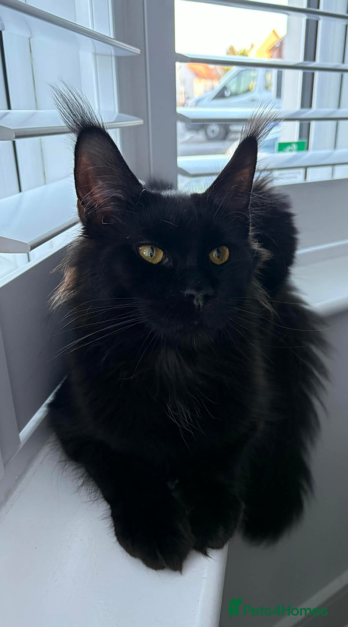 Maine Coon cats Loving Female Black Maine Coon - 9 Months Old - Advert 4