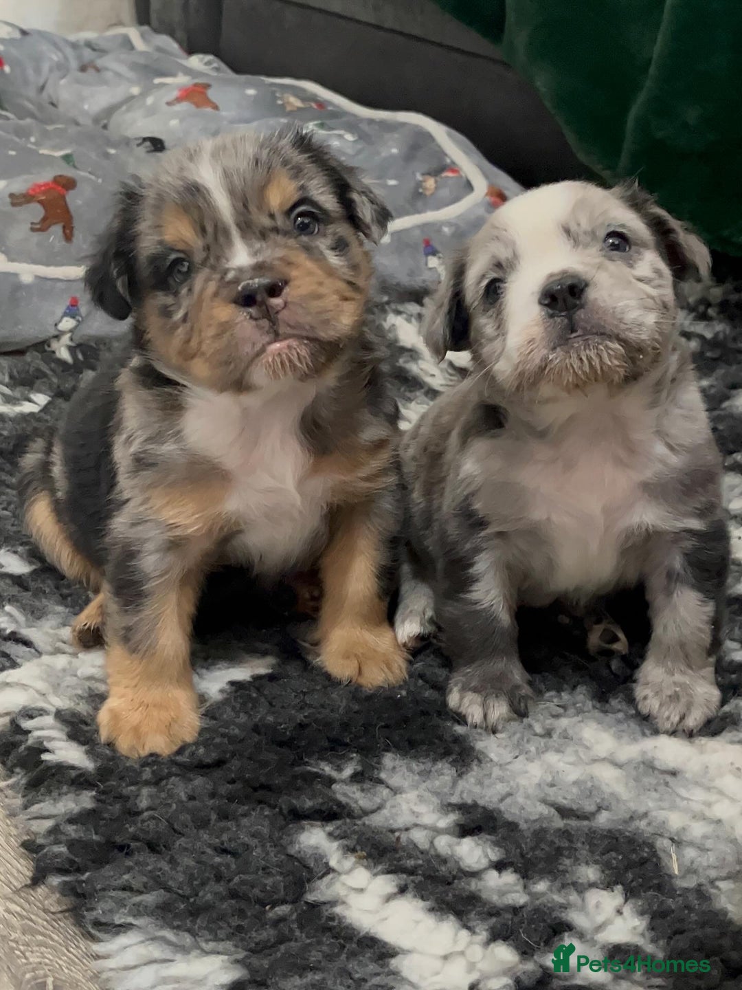 Olde English Bulldogge dogs for sale: MAMMUT OLDE ENGLISH BULLDOGS - Image 1
