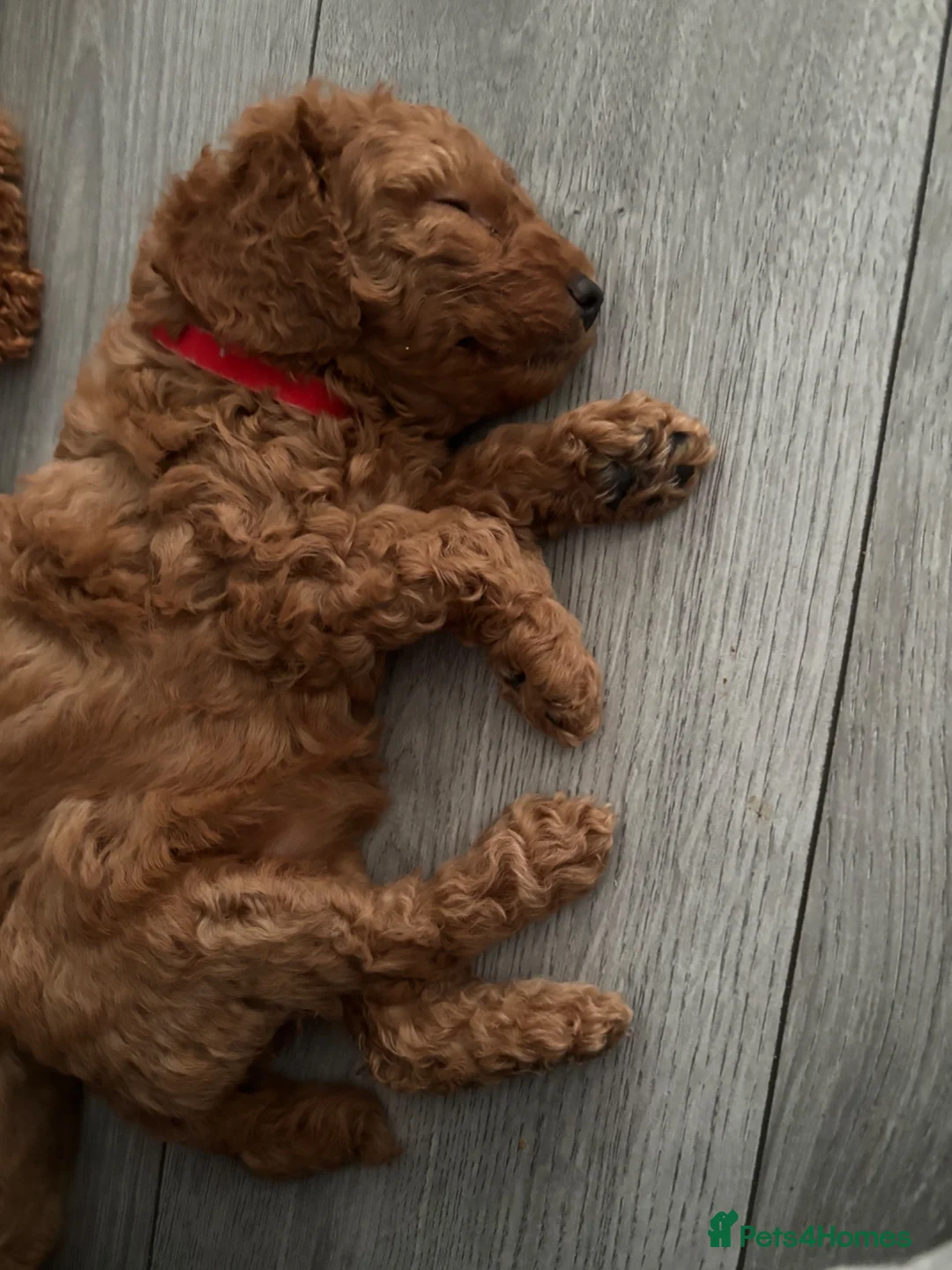 Poodle dogs for sale: Red Miniature Poodles - Advert 2