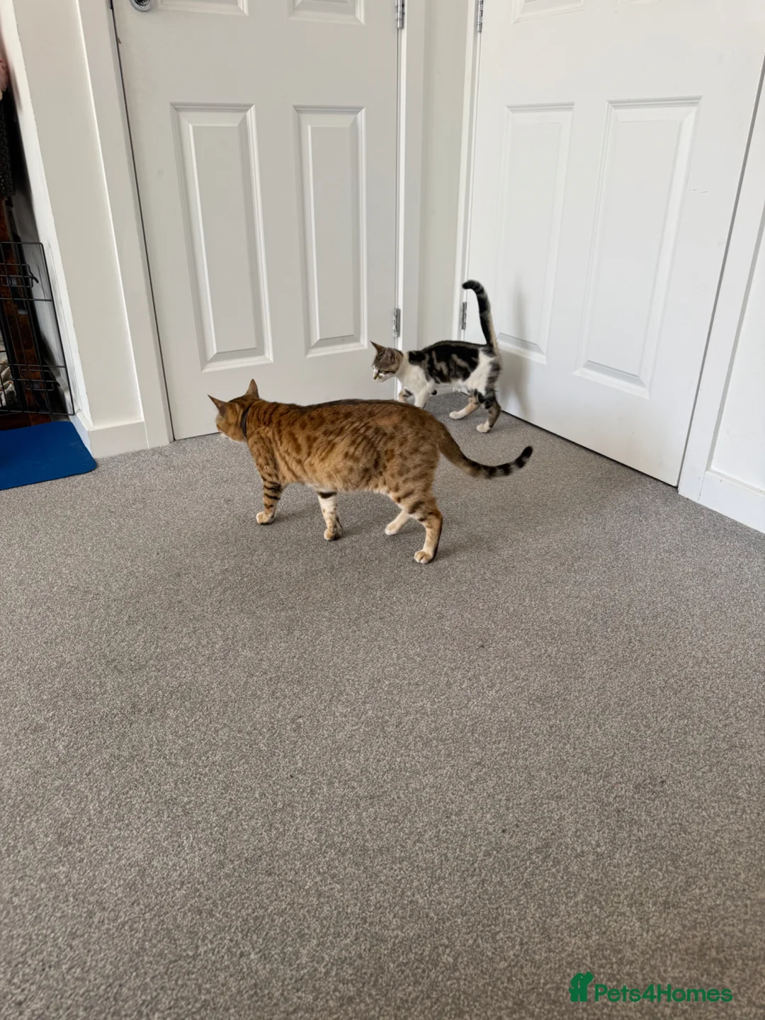 Bengal cats for sale: Bengal mum and British crossbreed dad - Advert 6