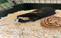 Guinea Pig rodents for sale: Guinea Pig looking for loving home - Image 1