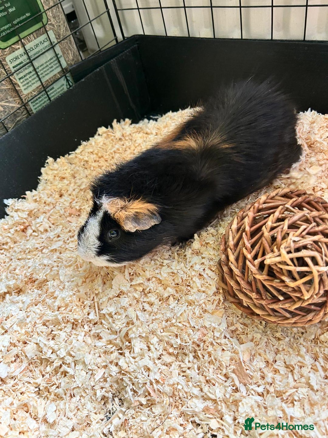 Guinea Pig rodents for sale: Guinea Pig looking for loving home - Image 1