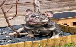 French Bulldog dogs for sale: Nova 3 year old girl - Image 3