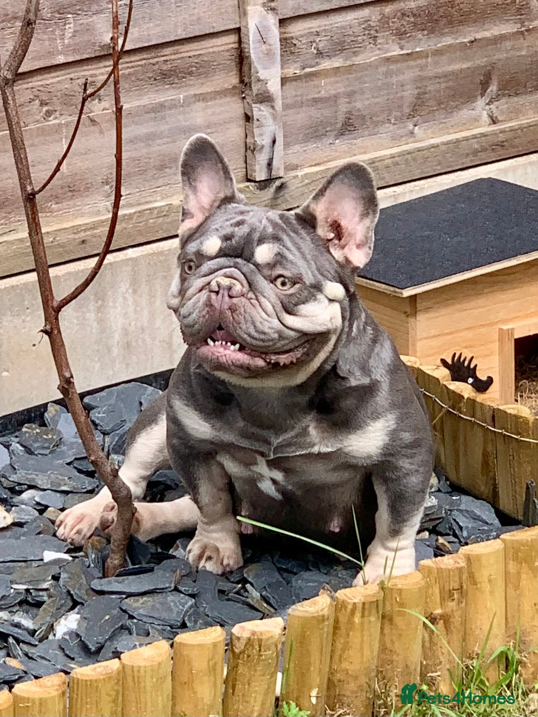 French Bulldog dogs for sale: Nova 3 year old girl - Image 3