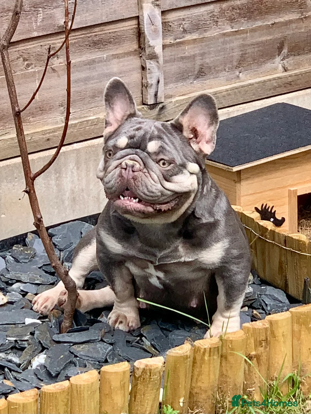 French Bulldog dogs for sale: Nova 3 year old girl - Advert 4
