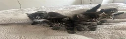 Siberian cats for sale: Siberian Cross breed, stunning litter of 5 kittens - Advert 13