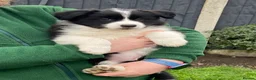 Border Collie dogs for stud: For stud. KC reg and proven.  - Advert 10
