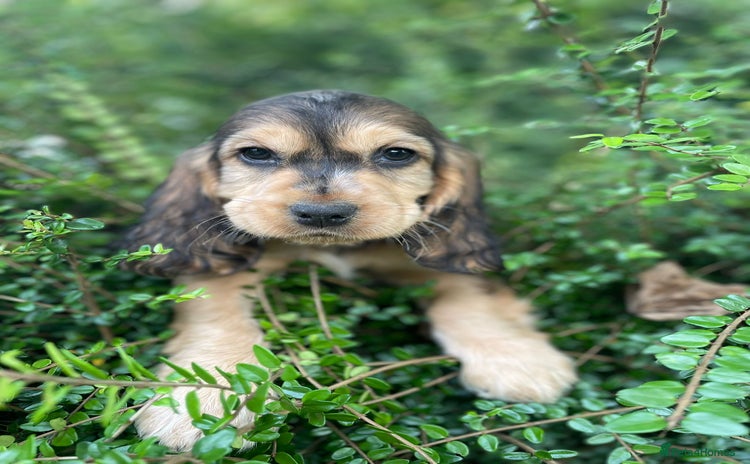 Cocker Spaniel dogs - Advert 2