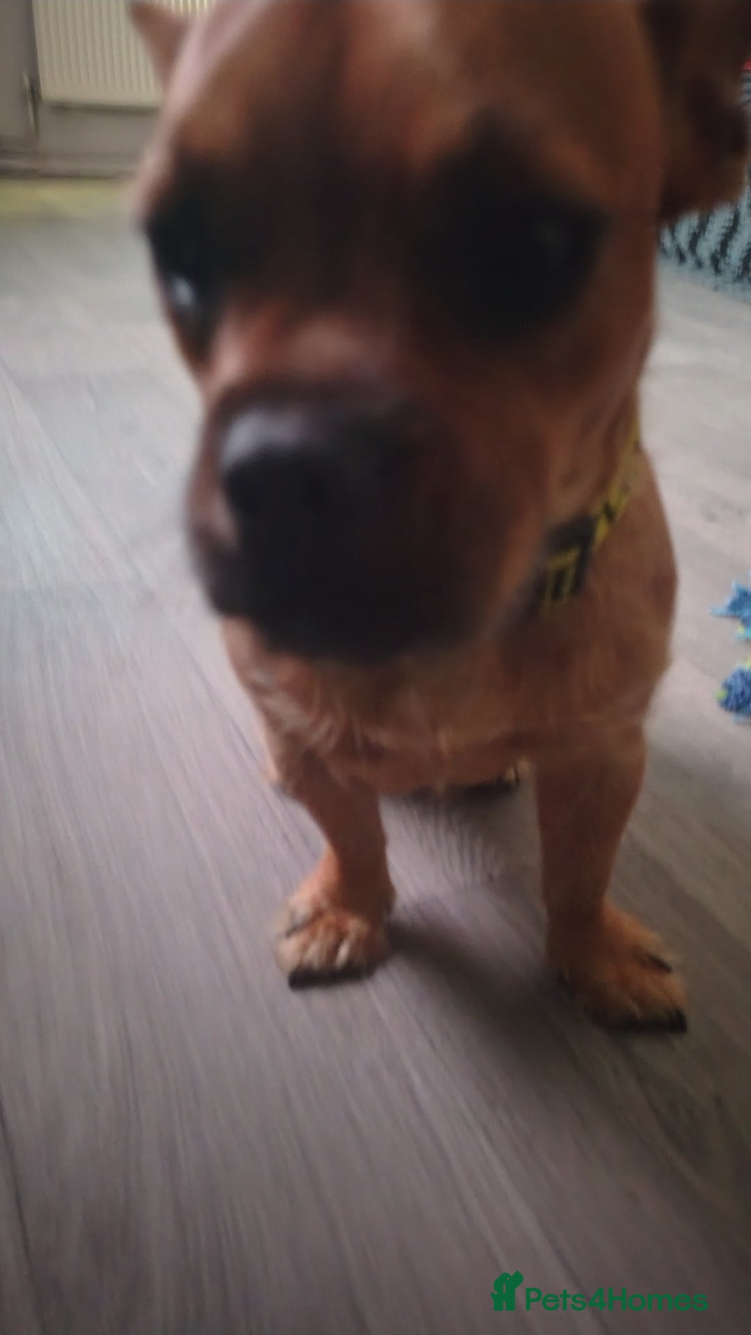 Mixed Breed dogs for sale: This is lola - Image 1