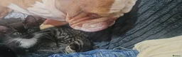 Mixed Breed cats for sale: Mix breed kittens mum is bengal cross - Advert 28
