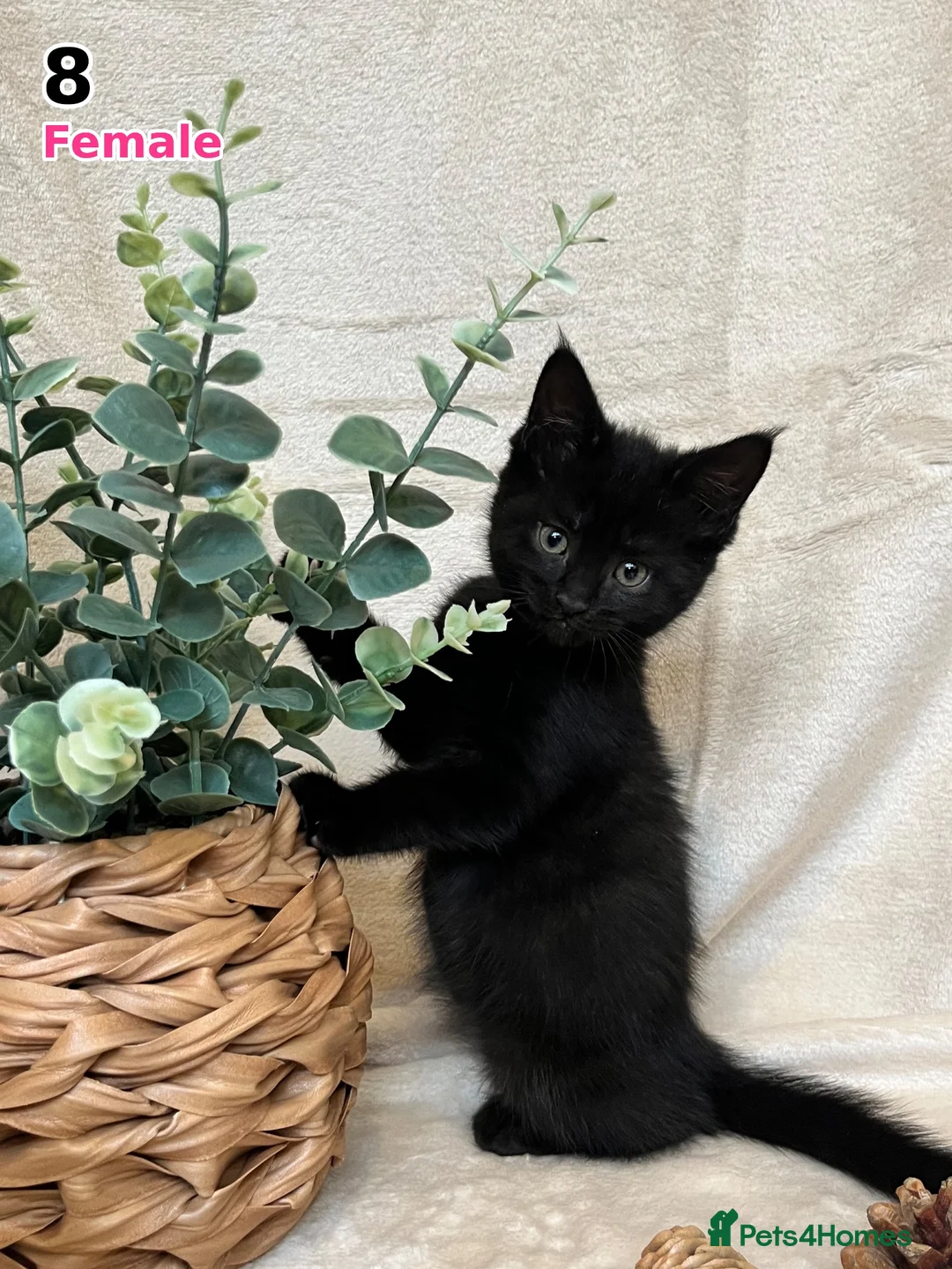 Maine Coon cats for sale: Maine Coon x Kittens | Black Smoke Mum 🖤🤍 - Advert 10