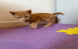 Domestic Shorthair cats for sale: 5 Kittens Looking For A Good Home - Image 24