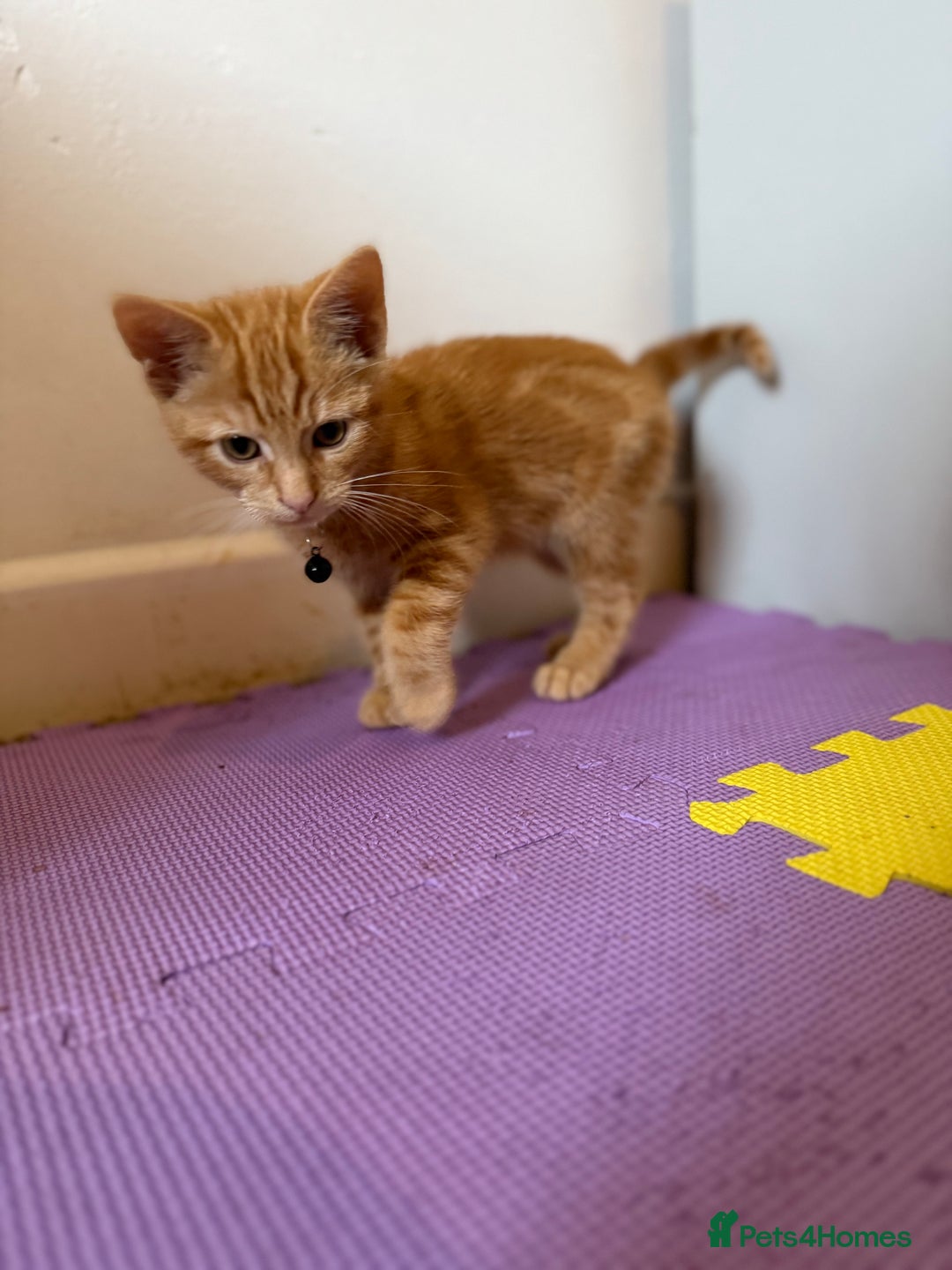 Domestic Shorthair cats for sale: 5 Kittens Looking For A Good Home - Image 24