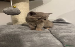 British Shorthair cats for sale: Gccf Champion Sired British Shorthair Kittens  - Image 1