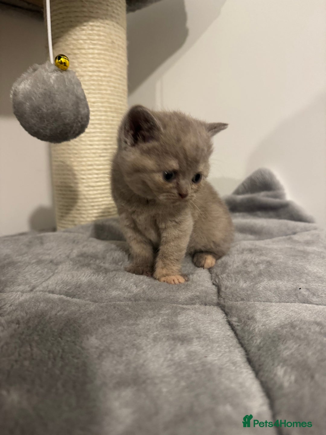 British Shorthair cats for sale: Gccf Champion Sired British Shorthair Kittens  - Image 1