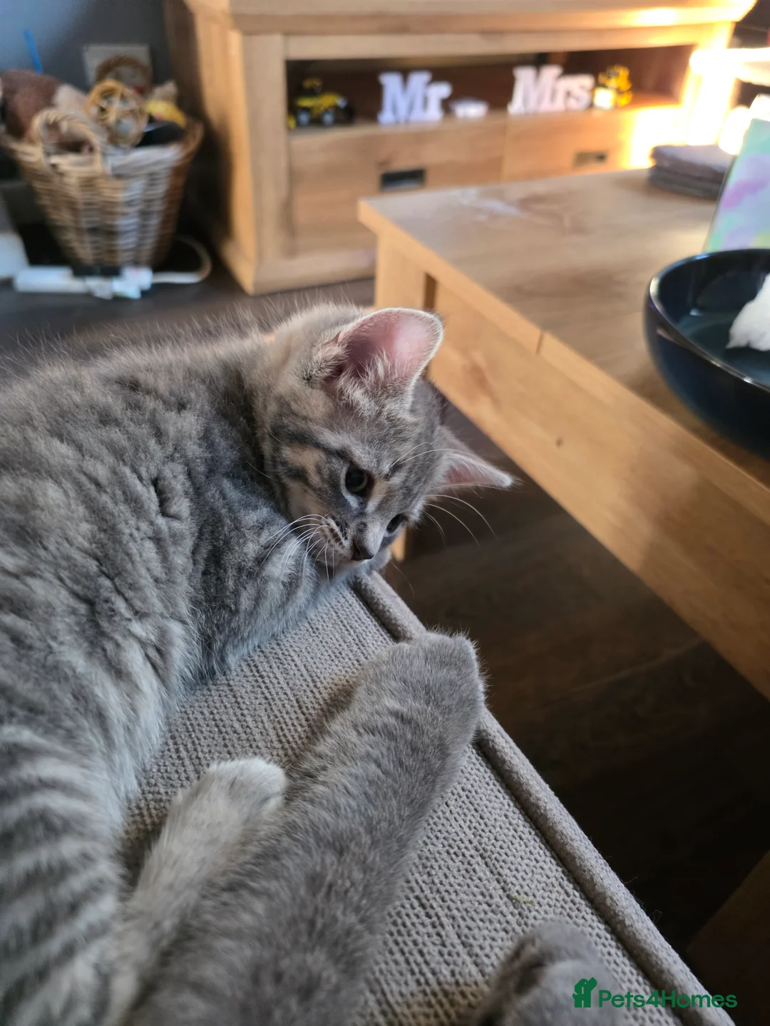 Mixed Breed cats for sale: 3 kittens for sale - Advert 2