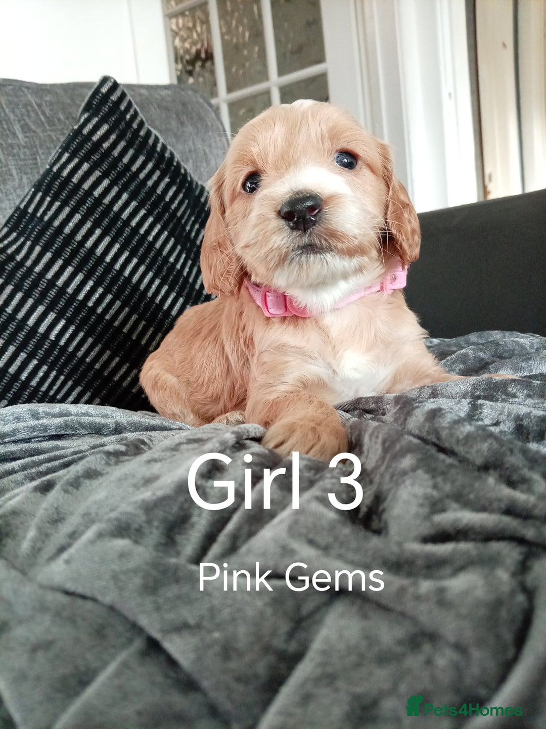Cockapoo dogs for sale: 8 Beautiful Cockapoos puppies - Advert 24