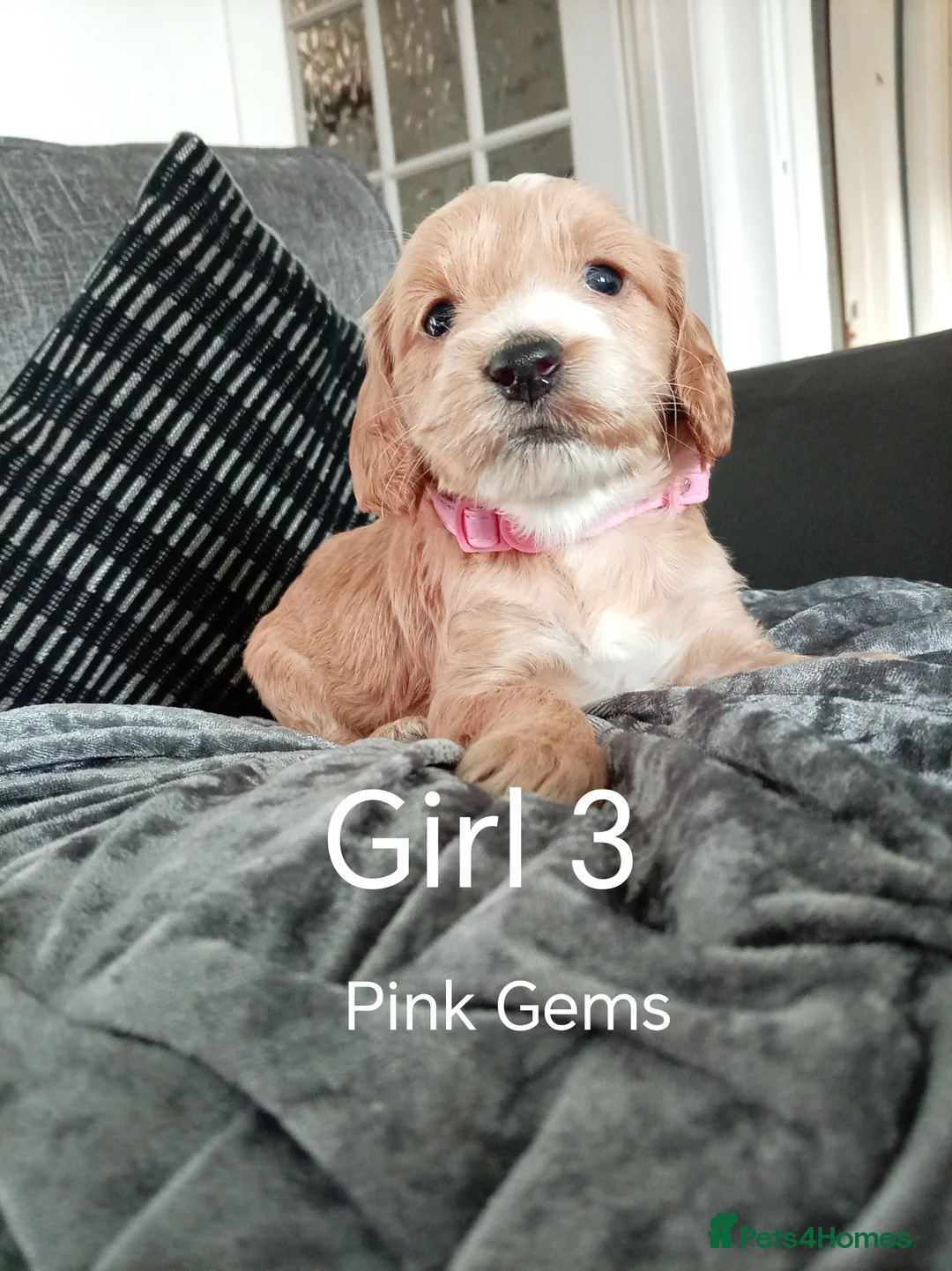 Cockapoo dogs for sale: 8 Beautiful Cockapoo Puppies - Advert 23