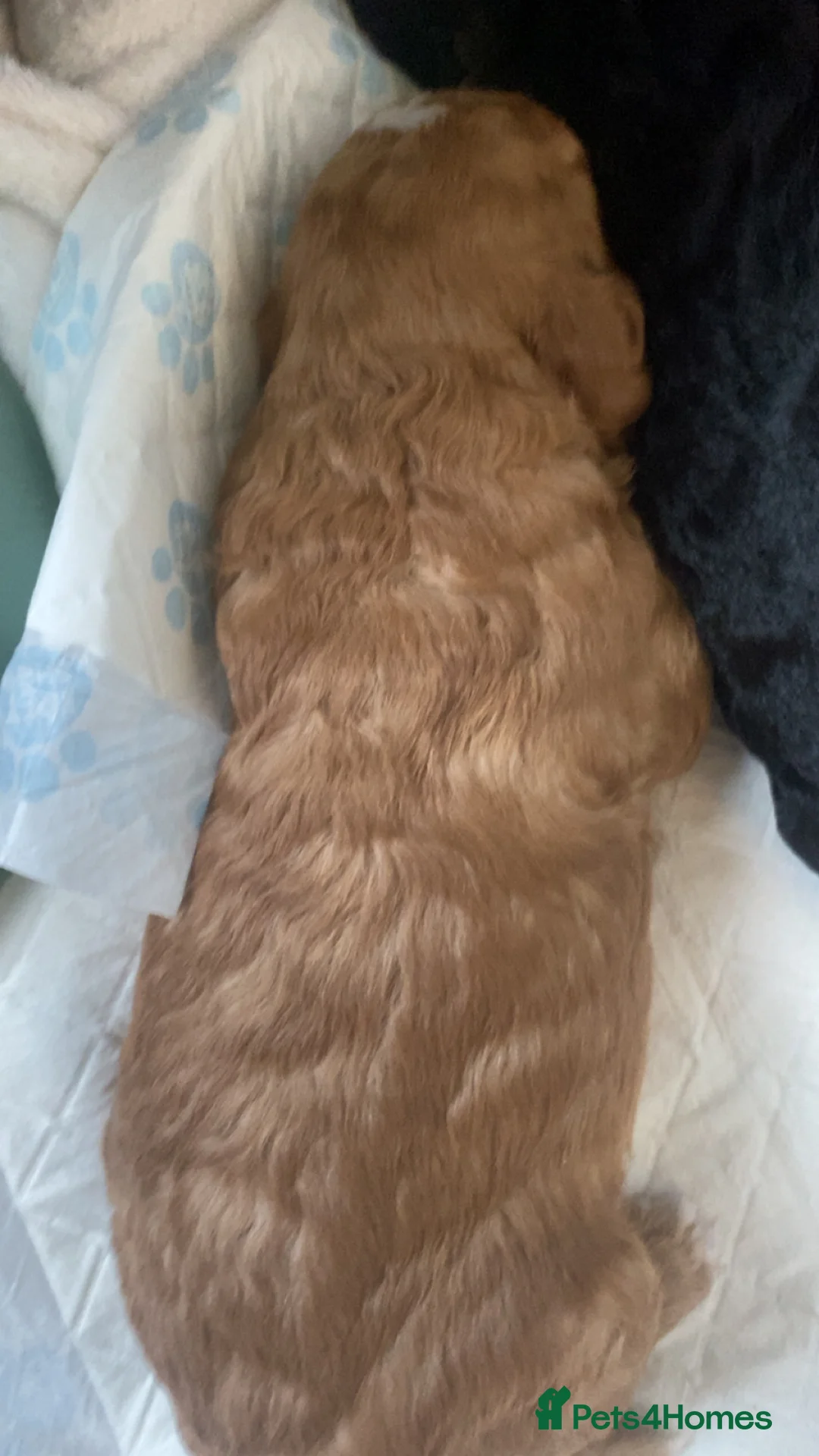 Cockapoo dogs for sale: 5 beautiful cockapoo puppies  - Advert 13