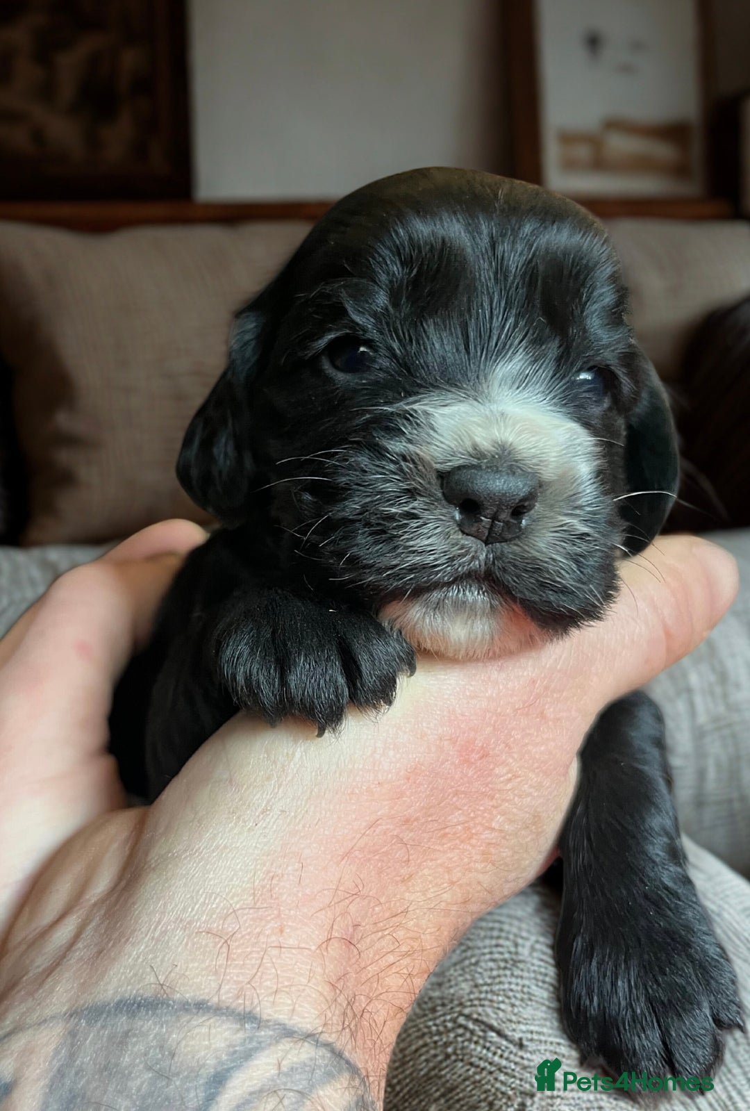 Cockapoo dogs for sale: Beautiful F1 cockapoo puppies  - Advert 3
