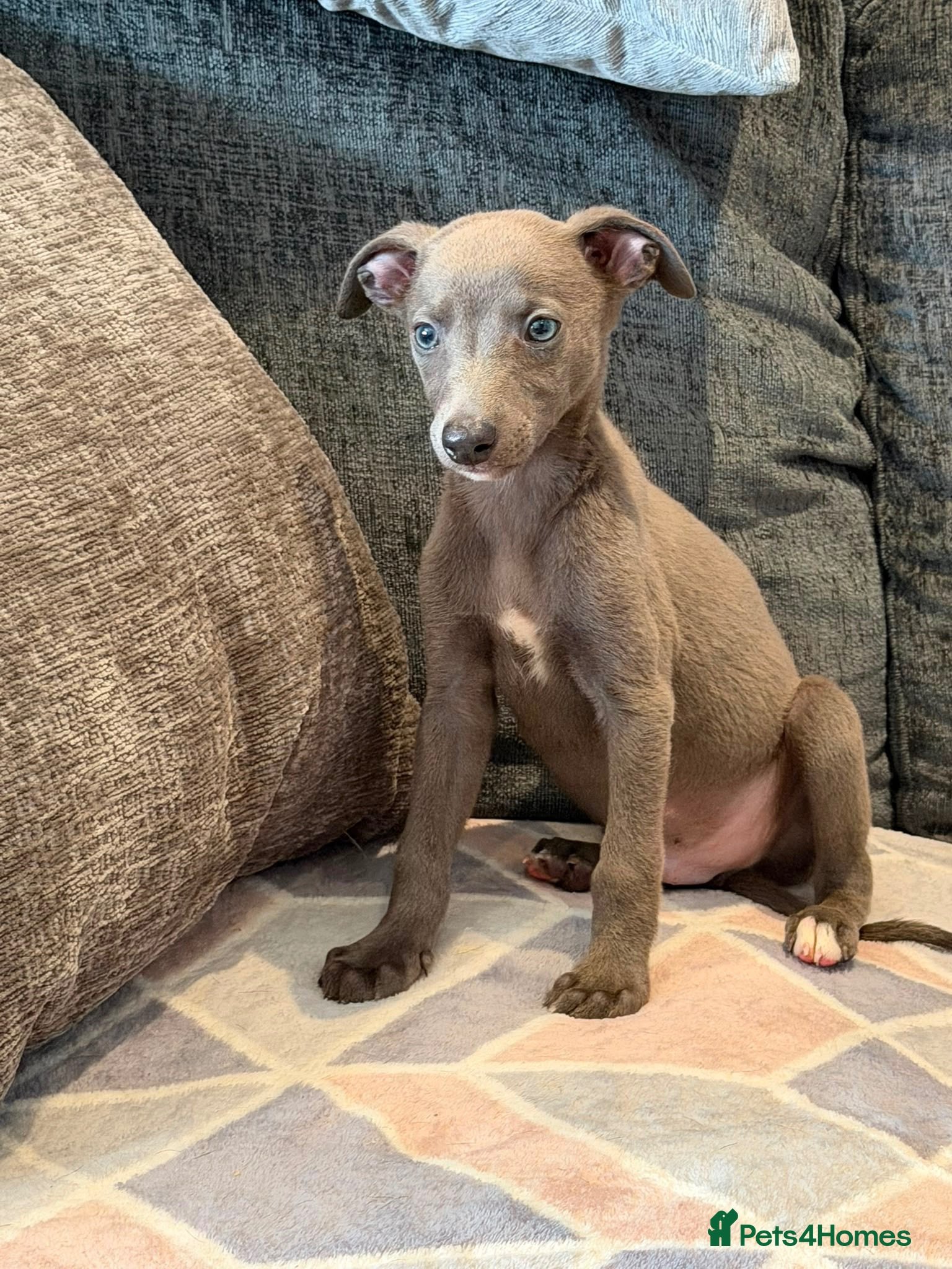 Whippet dogs 2 stunning boys left Ready to go kc reg - Advert 1