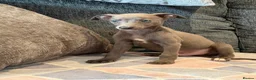 Whippet dogs for sale: 2 stunning boys left Ready to go kc reg - Advert 1