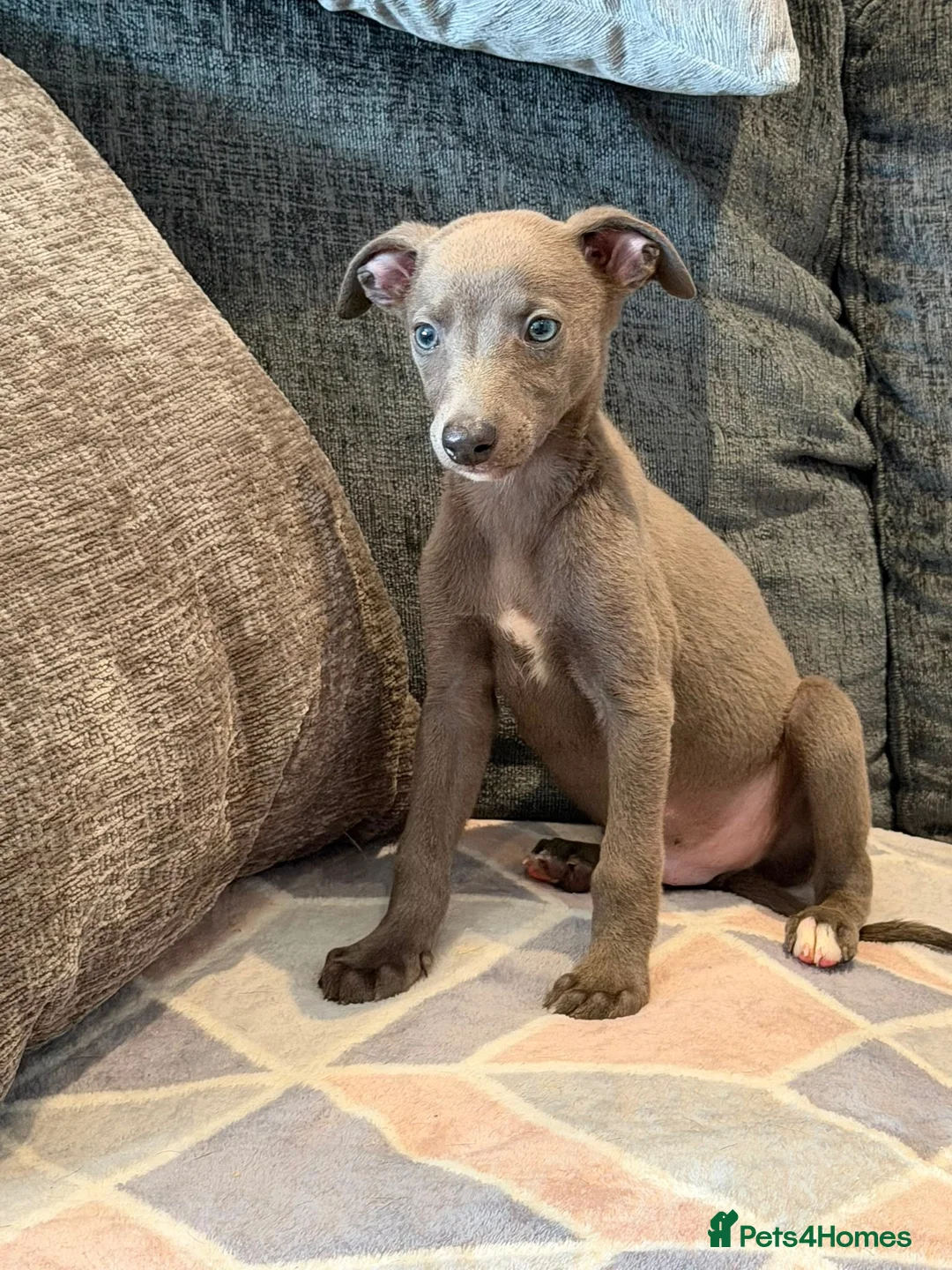 Whippet dogs for sale: 2 stunning boys left Ready to go kc reg - Advert 1