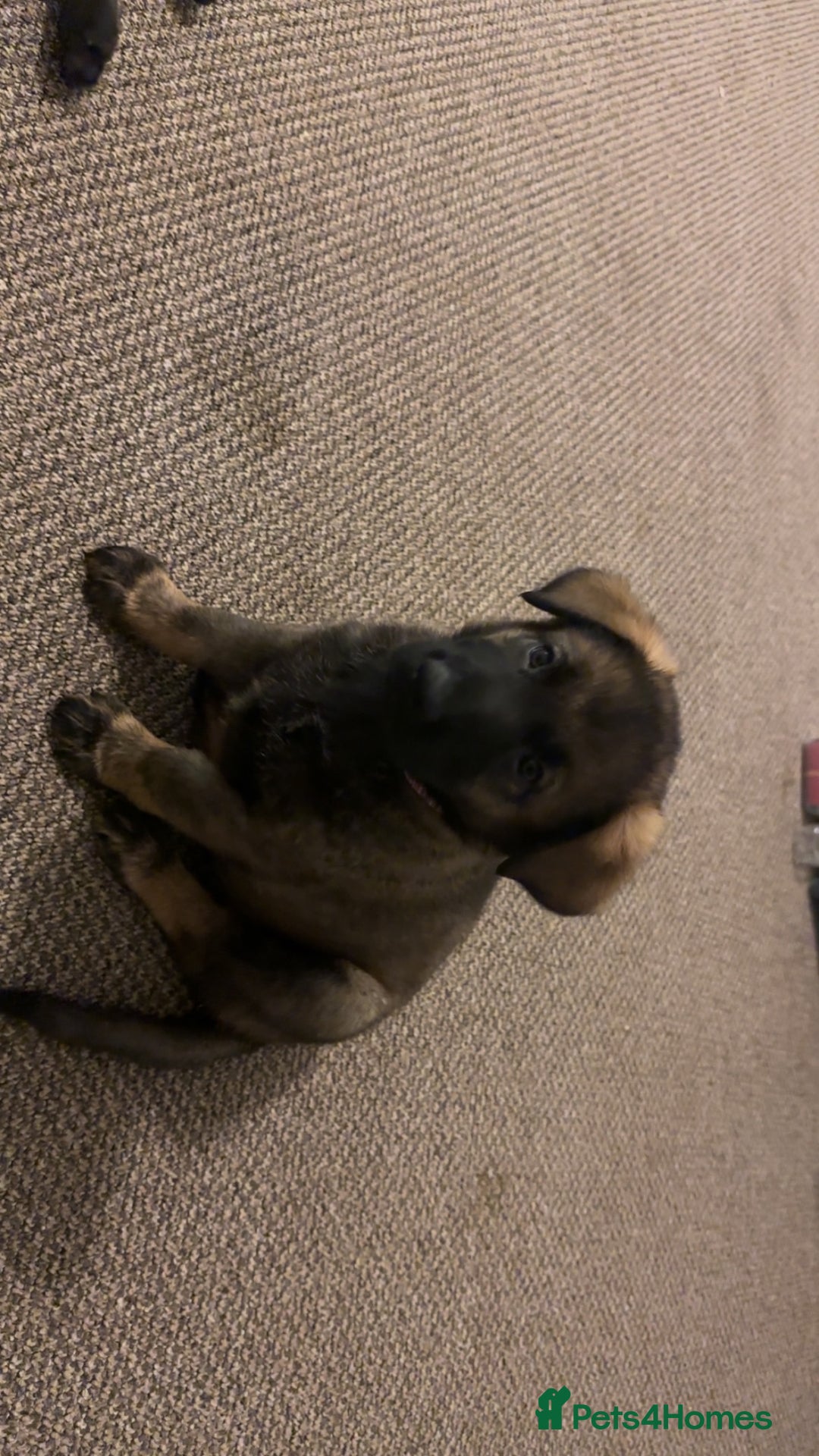 German Shepherd dogs for sale: 1 beautiful female German shepher kc reg working - Advert 18