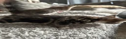 Mixed Breed cats for sale: 4 adorable kittens for sale  - Advert 4