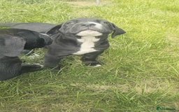 Mixed Breed dogs for sale: Cane Corso x Puppies  - Image 19