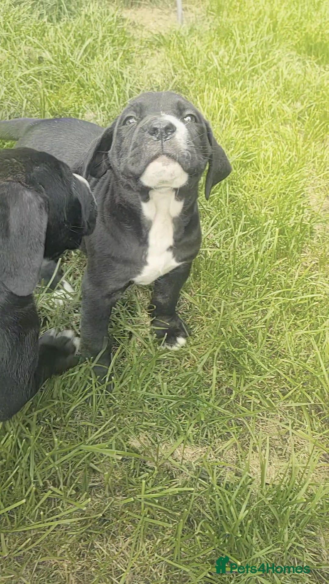 Mixed Breed dogs for sale: Cane Corso x Puppies  - Image 19