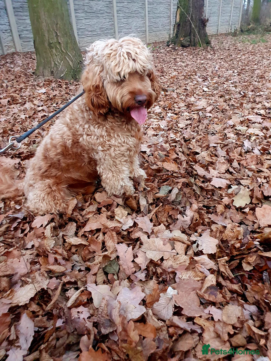 Cockapoo dogs for stud: Proven DNA tested red F1 Cockapoo Charlie for Stud in Milton Keynes - Advert 29