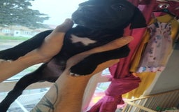 Mixed Breed dogs for sale: Presa canario cross golden labrador - Image 2