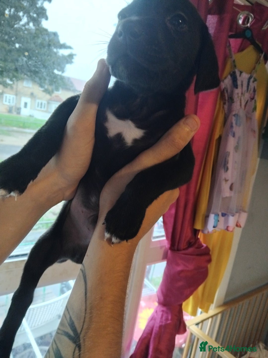 Mixed Breed dogs for sale: Presa canario cross golden labrador - Image 2