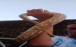 Python Snake reptiles for sale: Het banana pied  - Image 2
