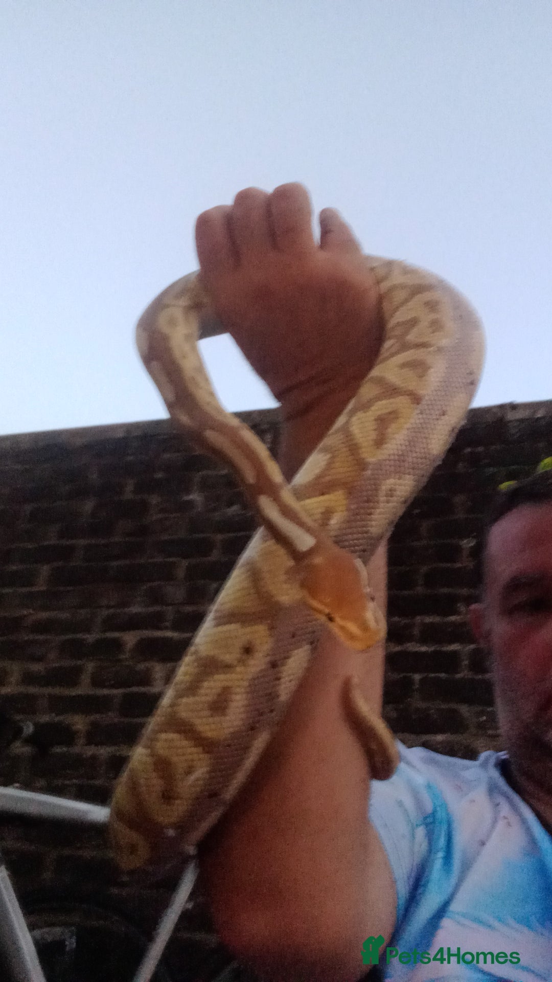 Python Snake reptiles for sale: Het banana pied  - Image 2