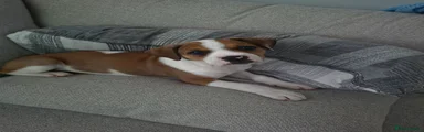 Mixed Breed 1