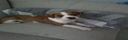 Mixed Breed dogs for sale: Female American bulldog/ staff in Durham - Advert 3