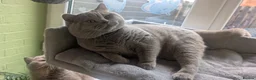 British Shorthair cats for sale: TICA BRITISH SHORTHAIR KITTENS  - Advert 13
