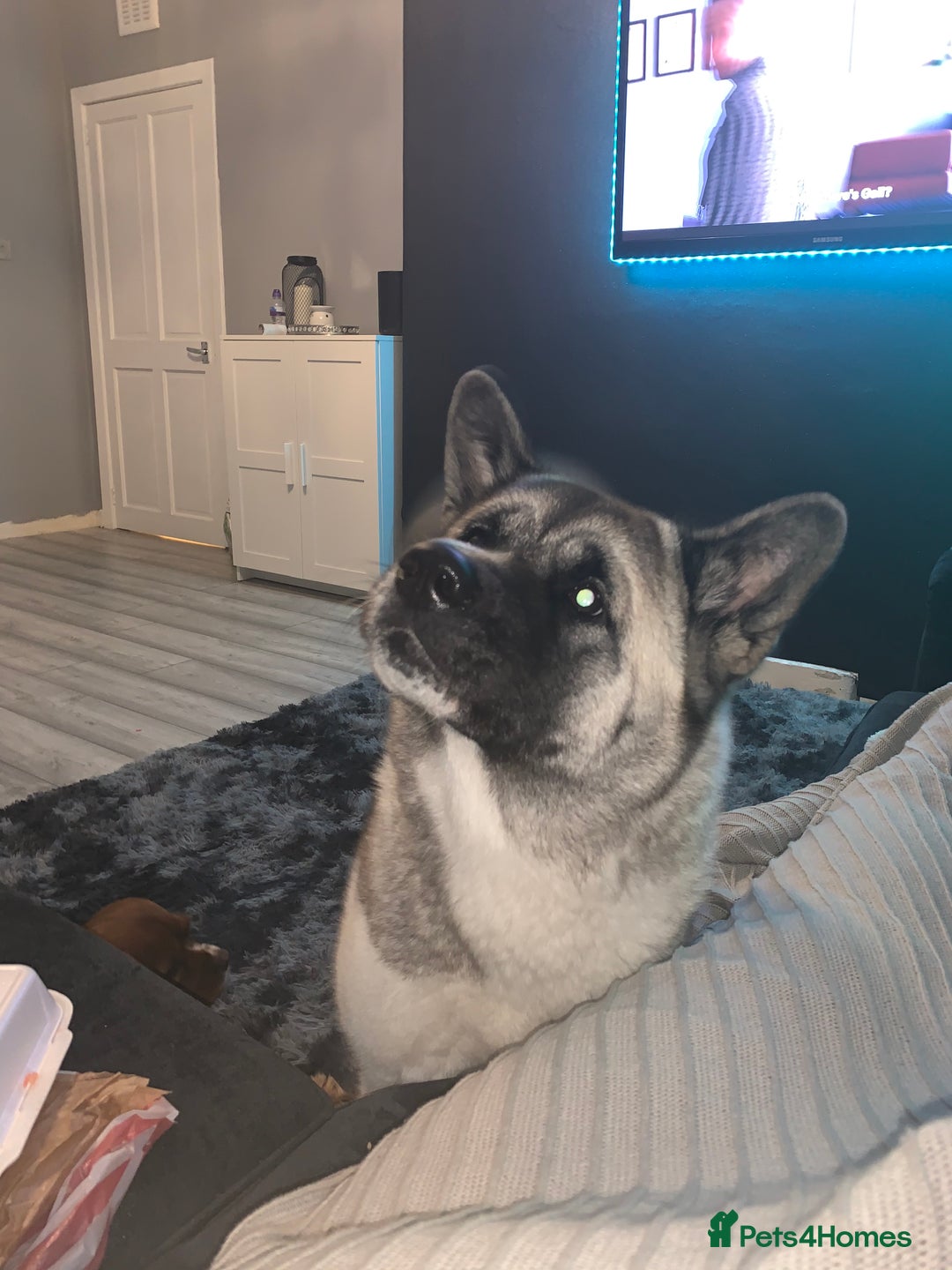 Akita dogs for sale: Skye. 7 years  - Image 6