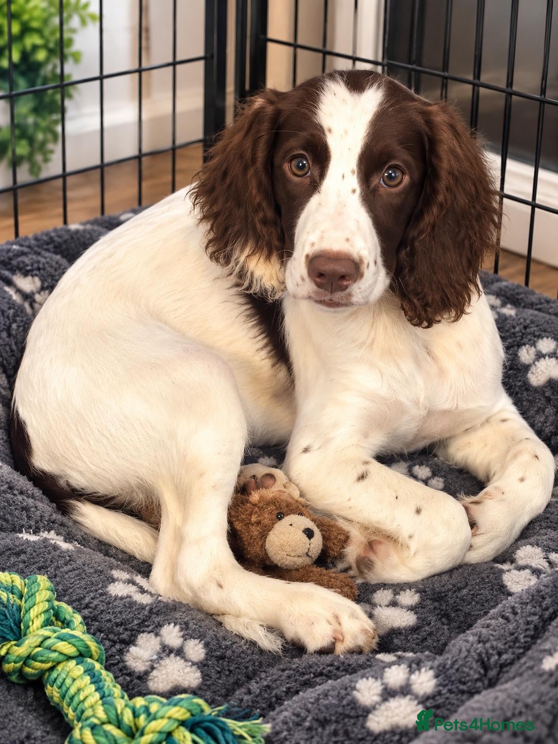Cocker Spaniel dogs Cocker Spaniel Last Girl Fully Vaccinated  - Advert 6
