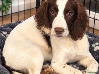 Cocker Spaniel dogs Cocker Spaniel Last Girl Fully Vaccinated - Advert 6