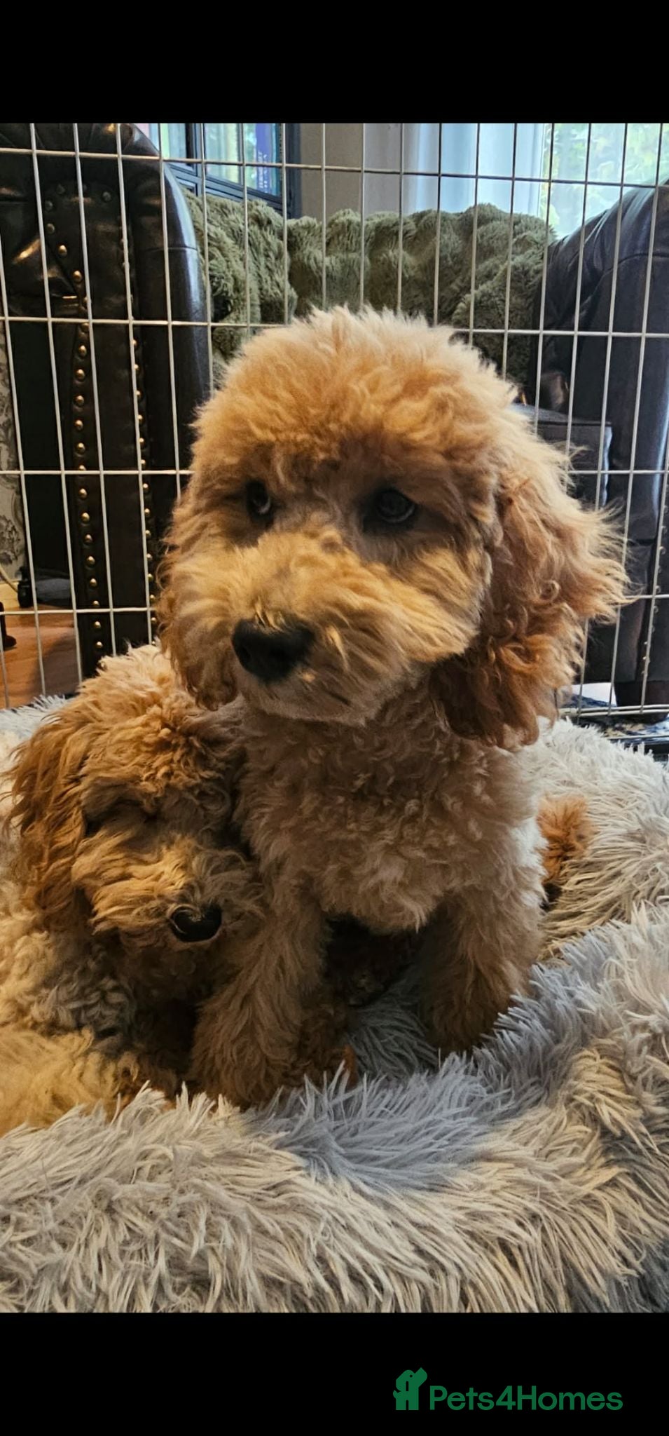 Miniature Poodle dogs Miniature Poodle puppies  - Advert 15