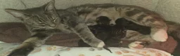 Ragdoll cats for sale: Kittens  - Advert 1