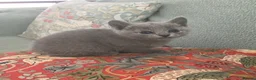 Russian Blue cats for sale: TICA registered Russian Blue kittens - Advert 12