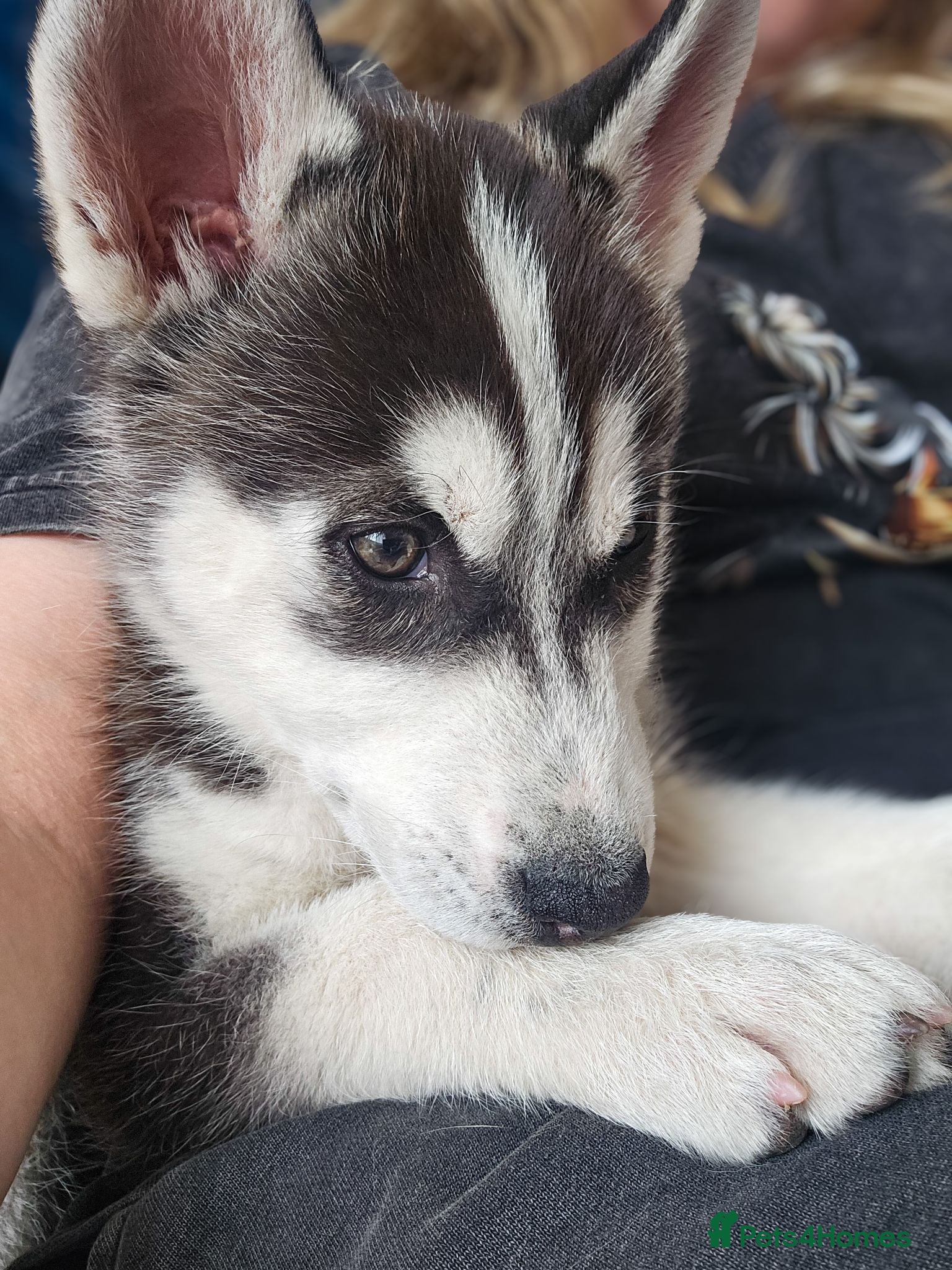 Siberian Husky dogs Purebred Huskies puppies READY TO GO TO NEW HOME  - Advert 2