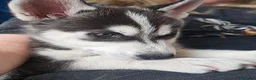 Siberian Husky dogs for sale: Purebred Huskies puppies READY TO GO TO NEW HOME  - Advert 1