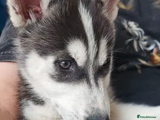 Siberian Husky dogs Purebred Huskies puppies READY TO GO TO NEW HOME - Advert 2